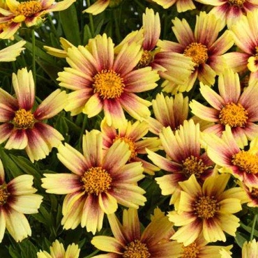Coreopsis grandiflora 'Solanna Sunset Burst'