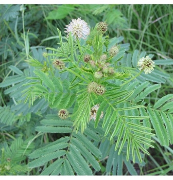 Desmanthus illinoensis - Illinois Bundleflower