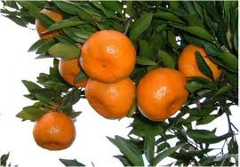 Citrus reticulata ‘Ponkan’ - Satsuma Mandarin