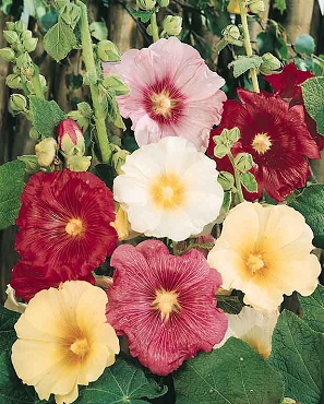 Alcea rosea ficifolia - Antwerp Fig Leaf Hollyhock